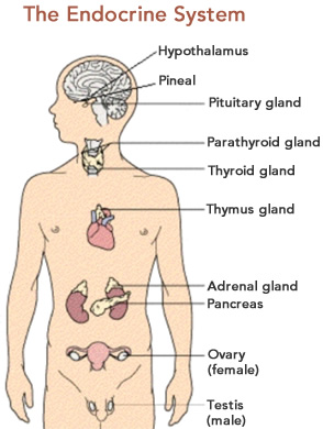 Diagram of the Endocrine System
